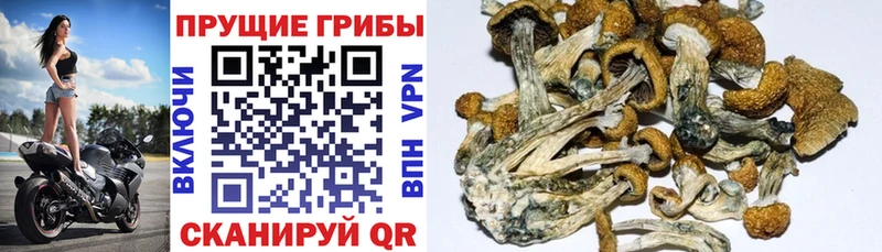 магазин    Белебей  Галлюциногенные грибы Cubensis 